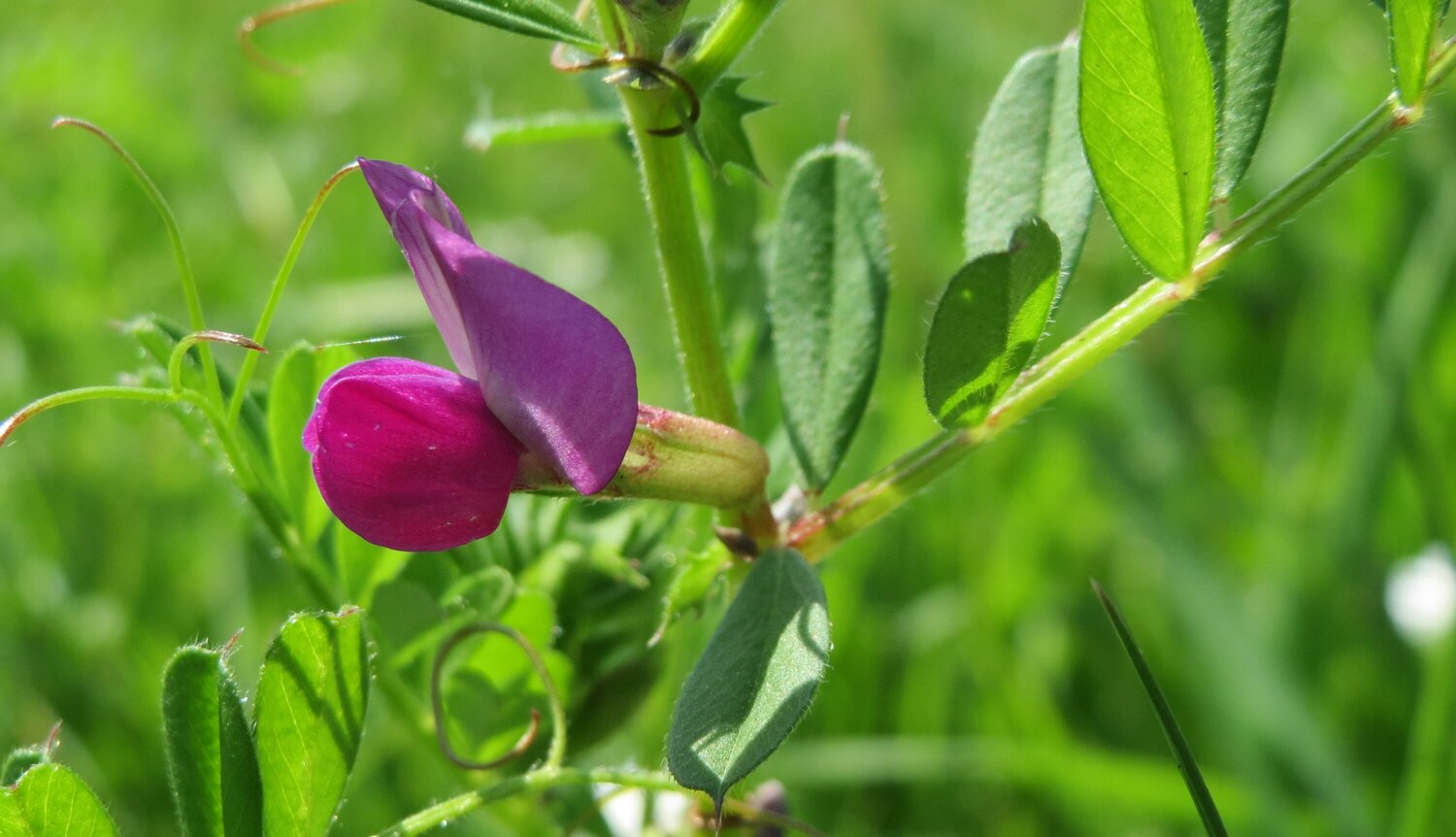 Deposited by both Slovakia and ICARDA, the common vetch plays an important but low-key role in the global food system. A member of the pea family, its ability to produce its own fertilizer makes it useful in rotations, and it also provides palatable forage for livestock. 