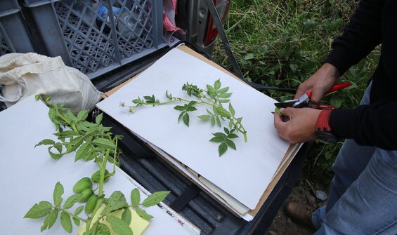 Collecting & Conservation
