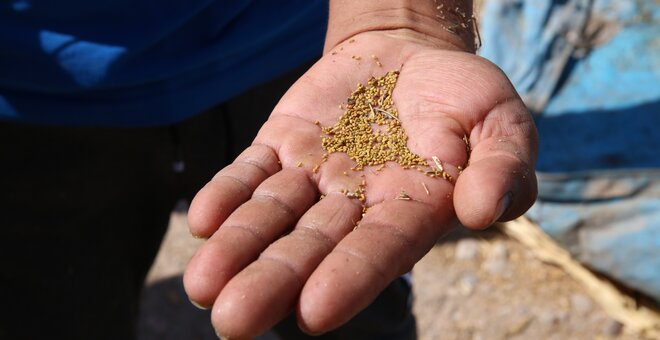 Alta Sierra Alfalfa Gives High Hopes to Farmers in the Atacama Desert and Beyond
