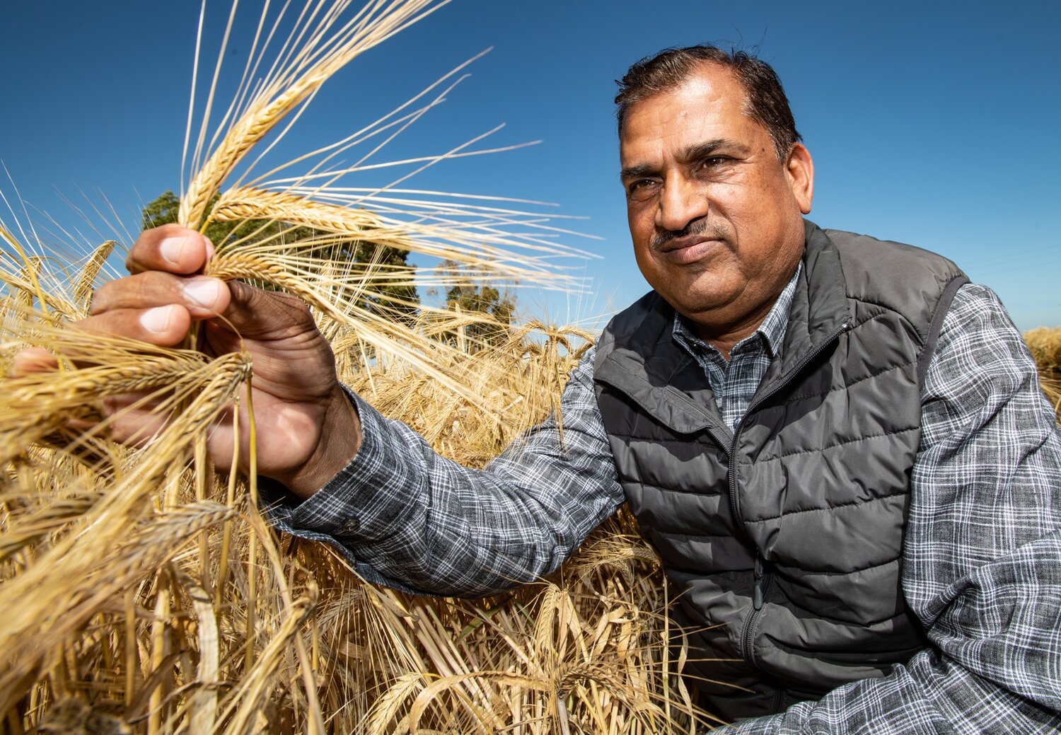 Ramesh Verma, barley breeder at ICARDA, 
