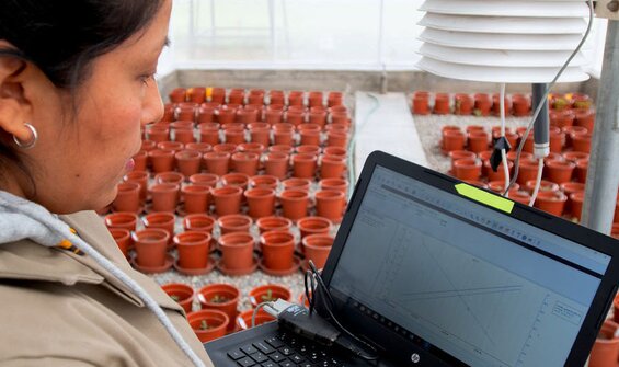Pre-breeding and Evaluation