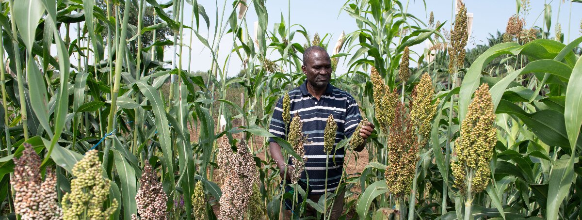Sorghum breeding field trials in Kenya. Photo:Michael Major/Crop Trust