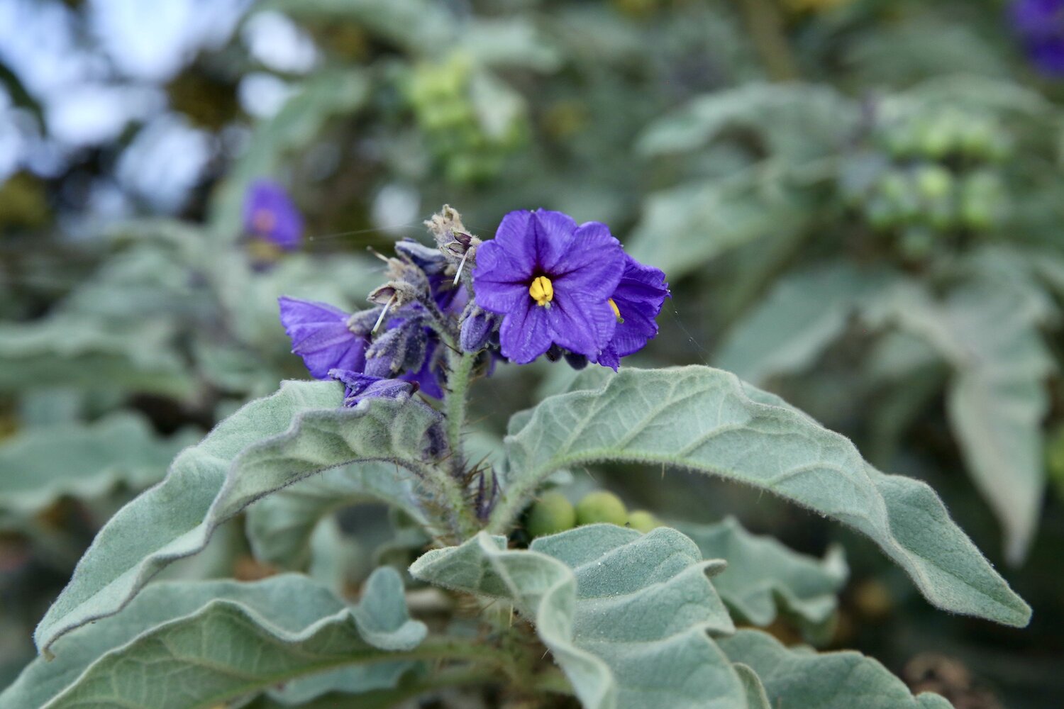 Diversity among accessions of scarlet eggplant complex (S. aethiopicum