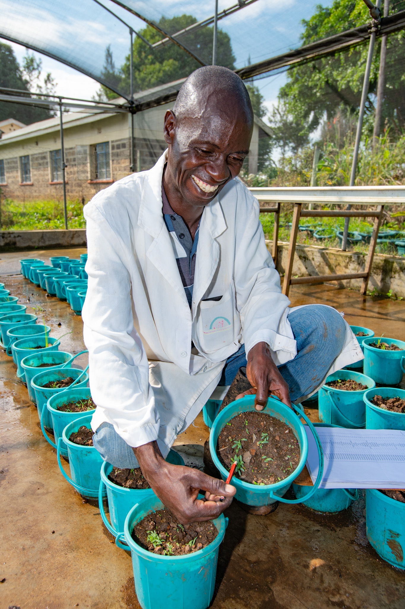 KALRO/CIMMYT facility screenhouse inspecting germination in the screening for Striga resistance trial 